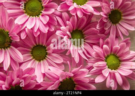 Goiânia, Goias, Brasilien – 14. Oktober 2023: Viele rosa Blumen bedecken eine Oberfläche. Rosa Blumen Hintergrund. Stockfoto