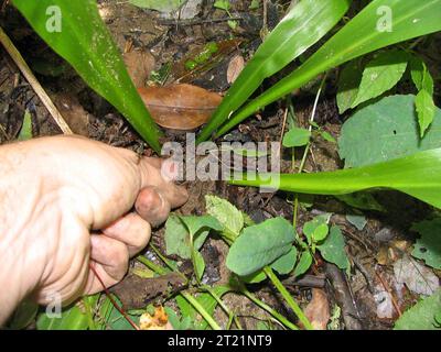 Bedrohtes Sumpfrosa, Helonias bullata. Schöpfer: Pattavina, Pete. Beschreibender Hinweis: Bedrohtes Sumpfrosa leidet an Siltation durch Steigung, Weideabfluss. Helonias bullata. Foto im Bergmoor an der Grenze zwischen Georgia und North Carolina. Themen: Helonias bullata; Sumpfrosa; gefährdete Arten; gefährdete Arten; Pflanzen; Mountains Mog Associate; Siltation; Georgia; North Carolina; Blue Ridge Physiographic Province. Stockfoto