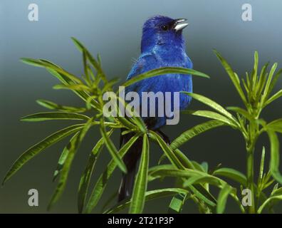 Ein männlicher Indigo Bunting singt von seinem Barsch auf einem Coreopsis-Stamm. Themen: Vögel; Vogelbeobachtung; Stehvögel. . 1998 - 2011. Stockfoto