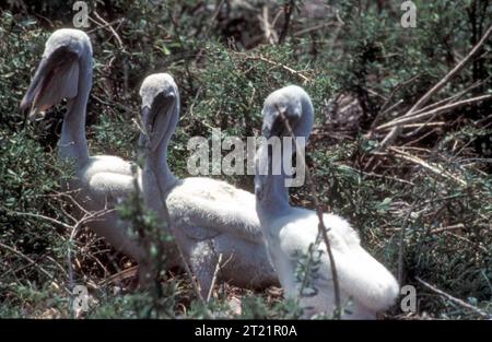 Junge braune Pelikane, die auf North Island in Louisiana zu sehen sind, gehören zur Brutpopulation des Breton National Wildlife Refuge. Dieses Gebiet bietet wichtige Lebensräume für Pelikankolonien, die ihr Wachstum und ihre Entwicklung in den frühen Lebensphasen unterstützen. Stockfoto