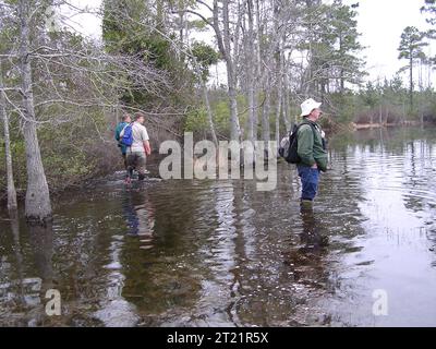 Gestreifter Molch und Pondberry Lebensraum, Georgia. Schöpfer: Pattavina, Pete. Beschreibender Hinweis: Probenahme eines Teichs in Georgien für gestreiften Molch. Themen: gestreifter Molch; seltene Arten; Teich; Feuchtgebiete; Habitat Lindera melissifolia am Teichrand; Georgien; Küstengebiete Plain Physiographic Province; isolierte Feuchtgebiete; Amphibien; gefährdete Arten Pflanzen; Pondberry. Stockfoto