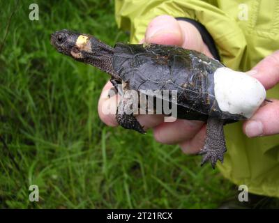 Moorschildkrötenforschung;Moorschildkröte; gefährdete Arten; Reptilien; Clemmys muhlenbergii; Gebirgsmoorarten; Georgia; Blue Ridge Physiographic Province; Ähnlichkeit des Erscheinungsbildes; Radiotelemetrie. Beschreibende Anmerkung: Eine in Gefangenschaft gezogene Moorschildkröte wird mit einem angebrachten Funksender in die Wildnis entlassen. Themen: Gefährdete Arten; Reptilien; Berge; Funktelemetrie. Lage: Georgien. Stockfoto