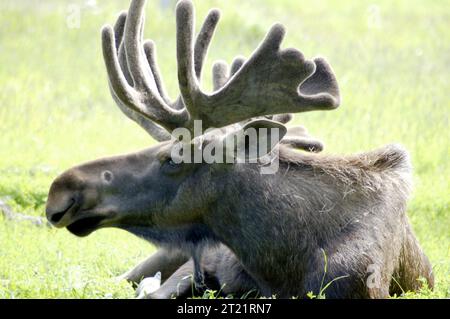 Aus nächster Nähe sehen Sie einen jungen BullenElch, der in einem natürlichen Lebensraum in Alaska steht und sich entwickelnde Geweihe und dickes braunes Fell zeigt, das für die Art typisch ist. Stockfoto