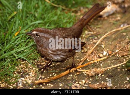 Ein Song Sparrow thront inmitten der Küstenvegetation auf einer Insel im Alaska Maritime National Wildlife Refuge, einer weit verbreiteten Vogelart in der Bering Sea Region. Stockfoto