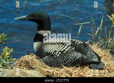 Der Common Loon ist ein großer Wasservogel, der häufig in den Küstengewässern des Alaska Maritime National Wildlife Refuge vorkommt. Dieser Vogel ist bekannt für seine markanten rufe und sein markantes Gefieder. Ort: Alaska Maritime National Wildlife Refuge. Stockfoto