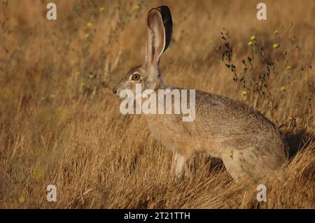 Das Kaninchen sitzt wachsam und wartet darauf, vor Schaden zu fliehen. Der Black-Tail Jackrabbit ist 18 bis 25 Zoll lang und ist farbig mit schwarz oben und weiß unten gestreut. Der Schwanz hat einen schwarzen Streifen darüber. Die Ohren sind lang und braun mit schwarzen Spitzen. Die Antilope. Themen: Säugetiere; Wildtiere. Lage: Kalifornien. Fish and Wildlife Service Site: BITTER CREEK NATIONAL WILDLIFE REFUGE. Sammlung: Wildtiere und gefährdete Arten. Stockfoto