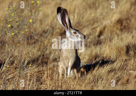 Das Kaninchen sitzt wachsam und wartet darauf, vor Schaden zu fliehen. Der Black-Tail Jackrabbit ist 18 bis 25 Zoll lang und ist farbig mit schwarz oben und weiß unten gestreut. Der Schwanz hat einen schwarzen Streifen darüber. Die Ohren sind lang und braun mit schwarzen Spitzen. Die Antilope. Themen: Säugetiere; Wildtiere. Lage: Kalifornien. Fish and Wildlife Service Site: BITTER CREEK NATIONAL WILDLIFE REFUGE. Sammlung: Wildtiere und gefährdete Arten. Stockfoto