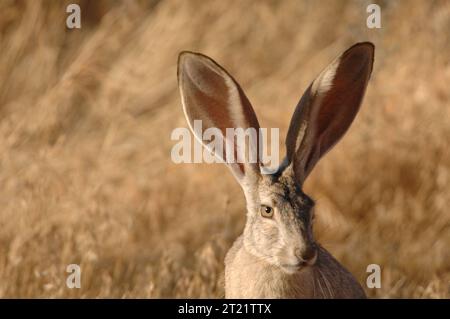 Das Kaninchen sitzt wachsam und wartet darauf, vor Schaden zu fliehen. Der Black-Tail Jackrabbit ist 18 bis 25 Zoll lang und ist farbig mit schwarz oben und weiß unten gestreut. Der Schwanz hat einen schwarzen Streifen darüber. Die Ohren sind lang und braun mit schwarzen Spitzen. Die Antilope. Themen: Säugetiere; Wildtiere. Lage: Kalifornien. Fish and Wildlife Service Site: BITTER CREEK NATIONAL WILDLIFE REFUGE. Sammlung: Wildtiere und gefährdete Arten. Stockfoto