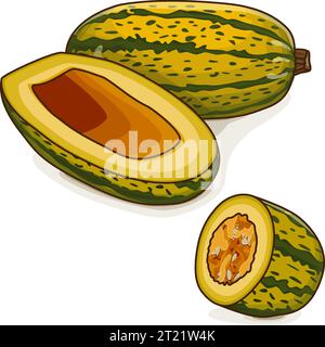 Ganze und gehackte Courge Spaghetti Winter Squash oder Spaghetti Squash. Cucurbita pepo. Gemüse. Clipart. Isolierte Vektordarstellung. Stock Vektor