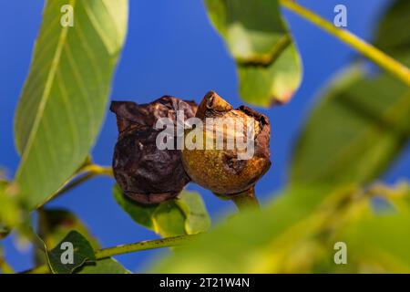 Fruchtschale von Walnuss, befallen von Schädlingen auf Walnussbaum vor der Ernte im Herbst vor blauem Himmel Stockfoto