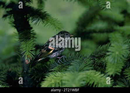 Ein Pine Siskin thront auf einem Ast auf Kodiak Island, Alaska. Dieser kleine fink ist ein Zugvogel, der oft in Nadelwäldern vorkommt und sich von Samen und Insekten ernährt. Lage: Kodiak Island, Alaska. Stockfoto