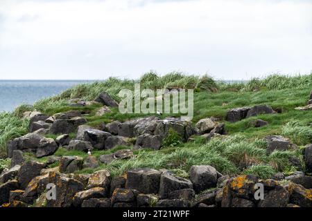 Basaltklippen mit windgepeitschtem Gras auf Flatey Island, Island, mit ein paar Papageientauchern Stockfoto