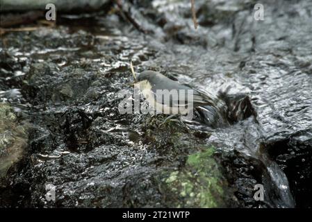Der Zwergnuthaar steht auf einem Kiefernzweig und zeigt seine kleine Größe und seine energische Natur. Diese Vogelart kommt häufig in Nadelwäldern vor. Themen: Vögel. Stockfoto