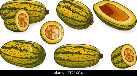 Satz Courge Spaghetti Winter Squash oder Spaghetti Squash. Cucurbita pepo. Obst und Gemüse. Clipart. Isolierte Vektordarstellung. Stock Vektor