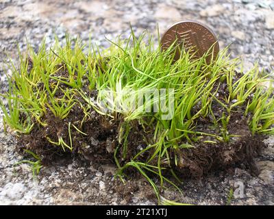 Das vom Aussterben bedrohte mattenbildende Quillkraut (Isoetes tegetiformans), ein Verbündeter von Farnen, wurde in den Anbau gebracht, um sein Überleben zu sichern. Diese Art kommt in speziellen Lebensräumen auf Granitausbissen im Piemont von Georgien vor, wo sie in Solution Gruben gedeiht. Stockfoto