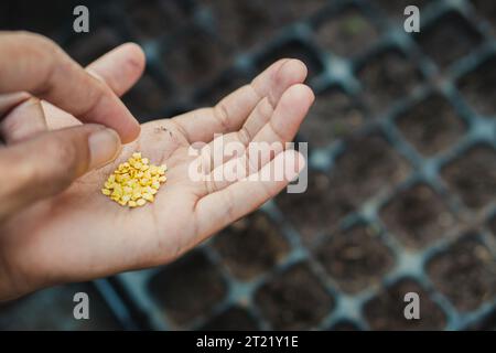 Landwirt, der Saatgut in einem Gewächshaus anfängt Stockfoto