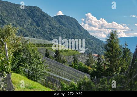 Ein malerischer Blick auf einen Weinberg mit sanften Hügeln von üppigen, grünen Weinbergen im Vordergrund und einem hellblauen Himmel im Hintergrund Stockfoto