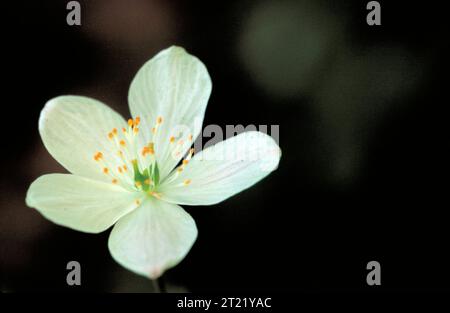 Die Rue Anemone verfügt über weiße Blütenblätter mit einer einzigartigen grünen, weißen und orangen Mitte. Sie blüht in Waldgebieten und ist im Frühling bei Wildblumenbegeisterten beliebt. Stockfoto