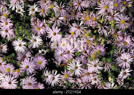 Aromatische Aster zeigt eine Fülle von lila und weißen Blüten mit hellroten oder gelben Mittelpunkten. Sie kommt häufig in offenen Lebensräumen vor, wo sie als wichtige Nahrungsquelle für Bestäuber dient. Stockfoto