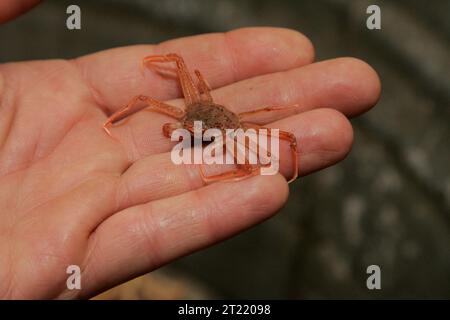 Im Sommer 2006 führten der U.S. Fish and Wildlife Service und die USGS Futterfischforschung mit dem Forschungsschiff Tiglax durch. Das Projekt konzentrierte sich auf Küstenökosysteme und Vogelpopulationen auf den Aleuten. Stockfoto