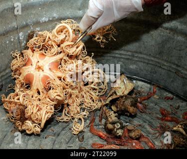 Die Forschungsarbeiten für Futterfische, die 2006 auf den Shumagin Islands, einem Teil des Alaska Maritime National Wildlife Refuge, durchgeführt wurden, konzentrieren sich auf Küstenumwelt und Meeresbiologie. Im Rahmen der Studie wurden auch Meeresarten wie Korbsterne untersucht. Stockfoto