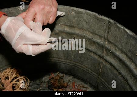 Fischfutterstudien auf den Shumagin-Inseln konzentrierten sich auf Küstenökologie und Wildtierforschung, die vom Alaska Maritime National Wildlife Refuge durchgeführt wurde. Stockfoto