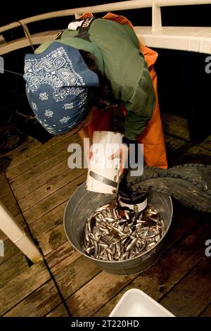 Im Jahr 2006 wurden Futterfischstudien auf den Shumagin-Inseln durchgeführt, um die Populationen von Meeresarten und die Ökosystemgesundheit im Alaska Maritime National Wildlife Refuge zu analysieren. Stockfoto