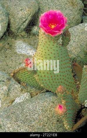 Der Beavertail Cactus wächst in felsigen Umgebungen und zeigt eine leuchtend rosa Blüte mit drei Knospen. Sie ist in trockenen Regionen beheimatet und gedeiht in trockenen, gut durchlässigen Böden. Themen: Blühende Pflanzen, Sukkulenten, Kakteen, Pflanzen. Stockfoto