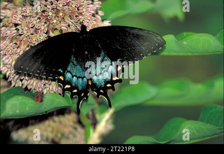 Schwarzer Schmetterling mit gelben und orangen Punkten und neonblauen Schattierungen auf rosa Blüte, von oben gesehen mit offenen Flügeln; auch schwarzer Schwalbenschwanz genannt. Probanden: Insekten; Wirbellose. Sammlung: Wirbellose Tiere.. 1998 - 2011. Stockfoto