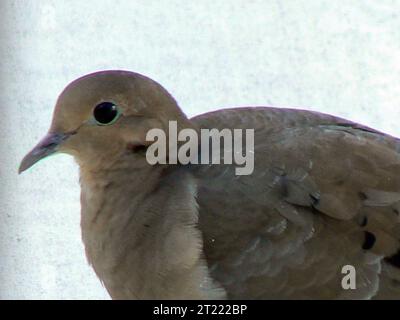 Eine Trauertaube auf einer Niederlassung in New Jersey. Dieser Vogel ist bekannt für seinen weichen Räuberruf und kommt in vorstädtischen und ländlichen Gebieten häufig vor und spielt eine Rolle bei der Saatgutausbreitung für verschiedene Pflanzen. Stockfoto