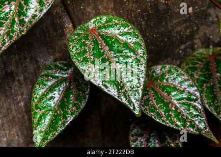 Celebes Pfeffer genannt Sirih Merah in Indonesien, pflanzliche Heilpflanzen Stockfoto