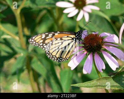Ein Monarch-Schmetterling ruht auf einer Blume in New Jersey. Bekannt für seine beeindruckende Migration, ist dieser Schmetterling eine Schlüsselart in den nordamerikanischen Ökosystemen und setzt zur Fütterung auf blühende Pflanzen. Stockfoto