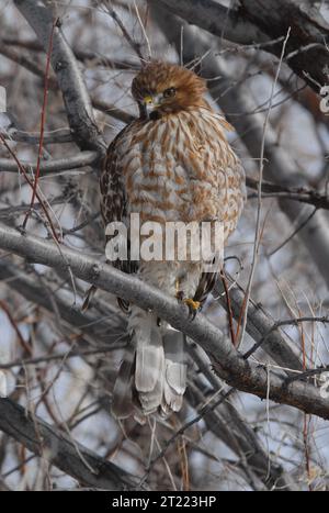 Ein junger rotschultriger Falke sitzt auf einem Baumzweig. Dieser junge Raptor hat ein braunes Gefieder und ist in Teilen seines Verbreitungsgebiets als besorgniserregende Art anerkannt. Stockfoto