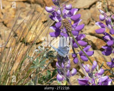 Ein männlicher Mission Blue Schmetterling ruht auf einer Silver Bush Lupine (Lupinus albifrons). Seit dem 14. Dezember 2009 ist der „Mission Blue Butterfly“ (Icaricia icarioides missionensis) unter dem U.S. Endangered Species Act als gefährdet gelistet. Themen: Insekten; gefährdete Arten. Lage: Kalifornien. Stockfoto