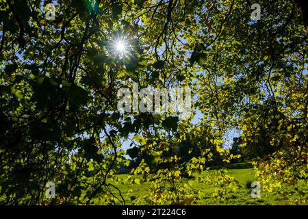 Die Herbstsonne wird durch die leuchtend grünen Blätter eines Ahornbaums in den Valley Gardens, Harrogate, North Yorkshire, England, Großbritannien, beobachtet. Stockfoto