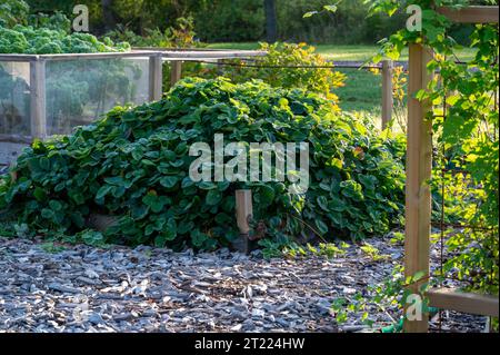 Viele Erdbeerpflanzen im privaten Garten Stockfoto