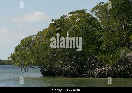 Braune Pelikane werden in den Zweigen der Mangrovenbäume gesehen, die wichtige Lebensräume für Nistzwecke und Fütterung bieten, insbesondere für Küstenvögel in Floridas Küstenregionen. Stockfoto