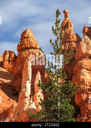 Eine einzelne große Limber-Kiefer wächst zwischen den bizarren Hoodoos des Bryce Canyon National Park in Utah Stockfoto