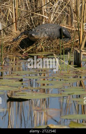 Ein Alligator sonnt sich in der warmen Sonne am Ufer eines Teichs im St. Marks National Wildlife Refuge. Diese Reptilien kommen in Feuchtgebieten häufig vor und tragen zum Gleichgewicht der lokalen Ökosysteme bei. Stockfoto