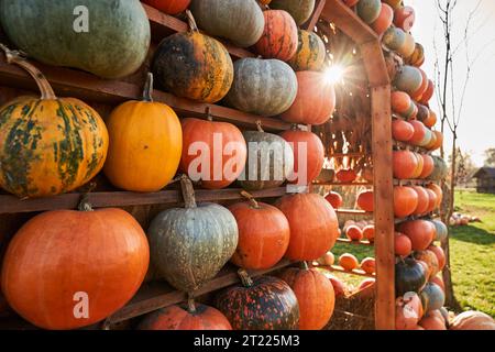 Riesiger Marktstand mit orangefarbenen und gelben Kürbissen im Sonnenlicht. Nahaufnahme verschiedener reifer Kürbisse im Ladenregal an warmen Herbsttagen. Konzept der Ernte, Herbst, gesunde Lebensmittel. Stockfoto