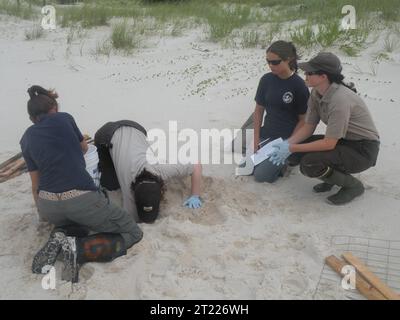 28. Juni 2010: Verlegung des Meeresschildkrötennestes im Bon Secour National Wildlife Refuge. Die stellvertretende Refuge Managerin Eva Kristofik sucht nach den Assistenzärzten Megan Creegan und Meredith Wilson und der Biologin Jackie Isaacs. Foto von Bonnie Strawser, USFWS. Themen: Deepwater Horizon Ölpest; Mitarbeiter (USFWS); Reptilien; Umzug. Lage: Alabama. Fish and Wildlife Service Site: BON SECOUR NATIONAL WILDLIFE REFUGE. . 1998 - 2011. Stockfoto