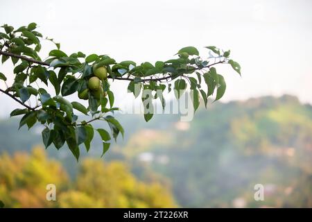 Ein Zweig mit Birnen auf einem unscharfen grünen Hintergrund. Stockfoto