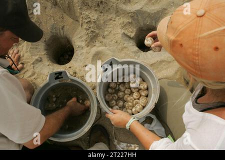 Karettschildkrötennester werden auf Cape Island verlegt. Themen: Reptilien; Wildlife Refuges; Work of the Service. Lage: South Carolina. Fish and Wildlife Service Site: KAP ROMAIN NATIONAL WILDLIFE REFUGE. . 1998 - 2011. Stockfoto