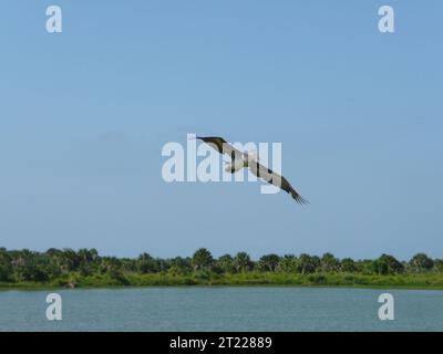 Ein brauner Pelikan, der geölt und dann gereinigt worden war, schweben, nachdem er am Montag, den 10. Mai, im Pelican Island National Wildlife Refuge in der Nähe von Vero Beach, Florida, freigelassen wurde. Themen: Vögel; Mitarbeiter (USFWS); Deepwater Horizon Ölpest; Ufervögel; Umzug. Lage: Florida. Fish and Wildlife Service Site: PELICAN ISLAND NATIONAL WILDLIFE REFUGE. Stockfoto