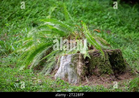 Ein grüner Farn wächst in der Nähe eines Stumpfes im Wald. Hintergrund des floralen Waldes Stockfoto