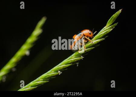 Extreme Makroaufnahmen von Insekten Stockfoto