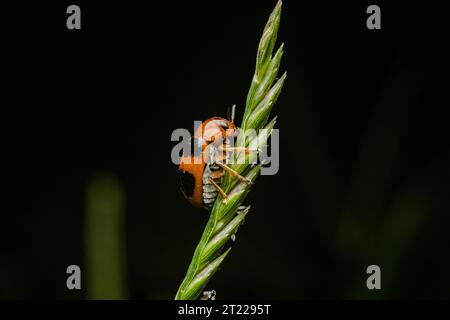 Extreme Makroaufnahmen von Insekten Stockfoto