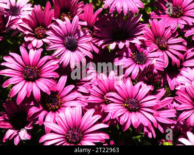 Dimorphotheca, Detail aus afrikanischem lila Gänseblümchen Stockfoto