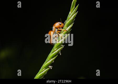 Extreme Makroaufnahmen von Insekten Stockfoto