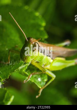 Extreme Makroaufnahmen von Insekten Stockfoto